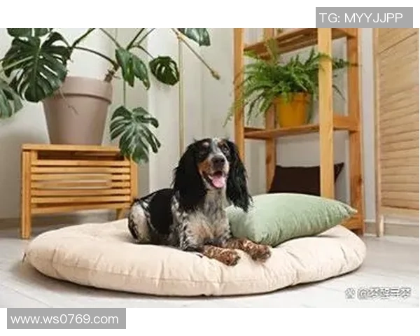 足球明星们的宠物生活揭秘：他们与爱犬爱猫的温馨时光